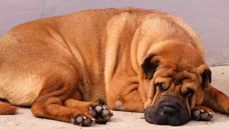 Meat-mouth-Shar-Pei-Dog-Sleeping-On-The-Ground