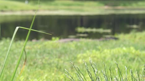Alligator-sunning-near-Florida-public-pond-in-grass,-focus-pull