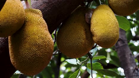 Yellow-jackfruit-hanging-off-a-tree-in-Vietnam