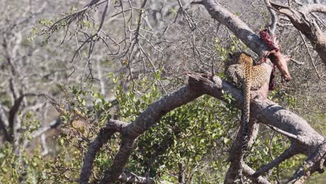 Afrikanischer-Leopard-Frisst-Antilopenbeute-Aus-Sicherer-Position-Oben-Im-Baum