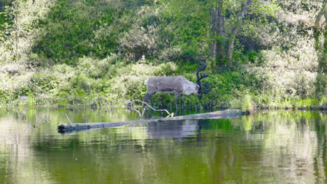 Lone-reindeer-eats-from-bush-by-shore,-fallen-tree-in-still-water