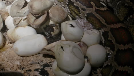 Snake-slithering-past-clutch-of-hatching-eggs-python
