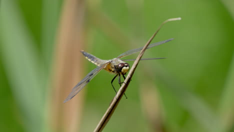 Close-up-shot-of-dragonfly-on-culm-of-water-plant-on-lake-in-summer,species