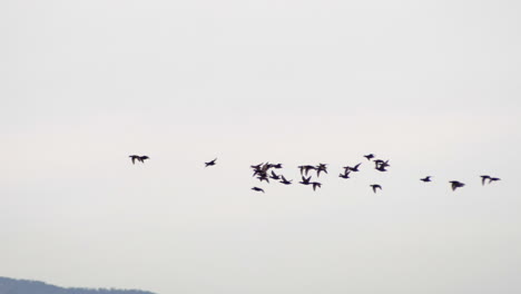 Flock-Of-Wild-Sea-Birds-On-Flight-Against-Gloomy-Sky