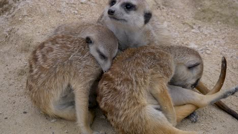 Group-of-meerkats-a-species-of-mammal-belonging-to-the-mongoose-family
