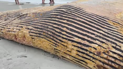 Ballena-De-Aleta-Juvenil-Muerta-Varada-En-Las-Costas-De-La-Playa-Estatal-De-Asilomar-En-Pacific-Grove,-California