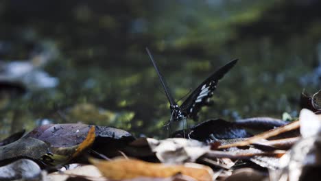 Macro,-black-butterfly-Common-Mormon-feeding-on-leaves---Papilio-polytes