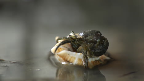 Hermit-crab-closeup-finds-and-enters-new-gastropoda-shell,-fitting-its-size