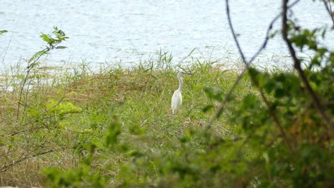 Large-White-Heron-standing-in-green-field-by-lake-before-taking-off
