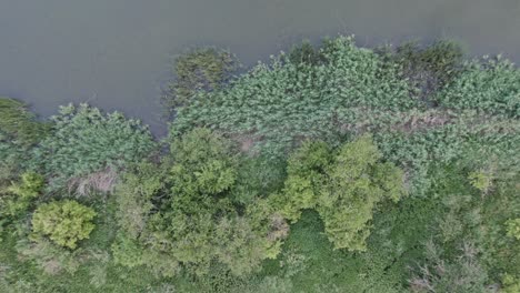 Aerial-view-showing-a-swamp-with-trees-around-it-and-zooming-out