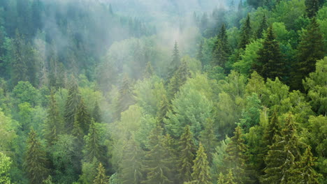 Aéreo:-Bosque-Montañoso-Brumoso,-Niebla-Baja-Sobre-árboles-De-Coníferas,-Paisaje-De-4k