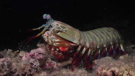 Mantis-shrimp--on-coral-reef-at-night