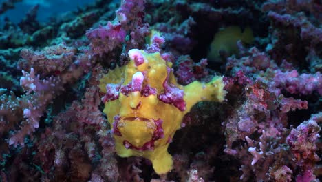 Yellow-warty-Frogfish-holding-onto-coral-reef-close-up-shot