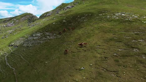 Drohnenansicht-Einer-Wildpferdeherde-In-Den-Bergen