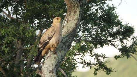 Tawny-eagle,-Aquila-rapax,-tucking-one-foot-while-perching-in-tree