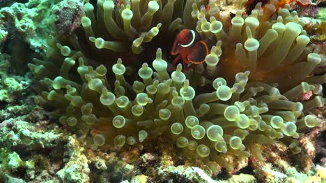 young-Tomato-Anemonefish--swimming-in-green-sea-anemone