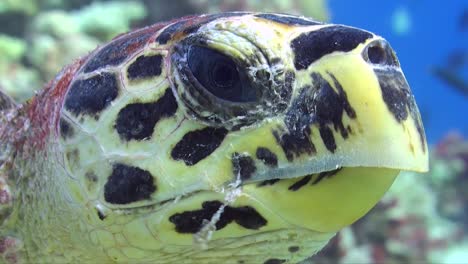 Hawksbill-sea-turtle-close-up-of-head