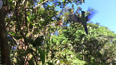 Kolibri,-Der-Schwebt-Und-Seine-Glänzenden-Hellgrünen-Federn-Enthüllt