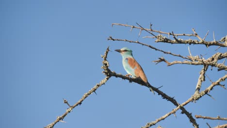 Profile-view-of-a-European-Roller-resting-on-a-thorny-branch-against-a-blue-sky