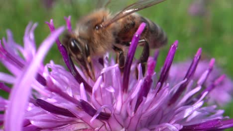 Wildbienen-Saugen-Nektar-Und-Pollen-Blühender-Blumen-In-Der-Sonne,-Makro-Nahaufnahme