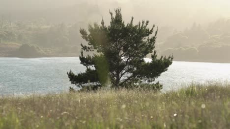 Landschaftsansicht-Eines-Feldes,-Eines-Baumes-Und-Eines-Sees
