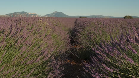 Lavendelfeldblumen-Aus-Nächster-Nähe-In-Valensole,-Provence