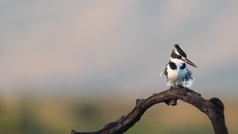 Black-and-white-African-Pied-Kingfisher-perched-on-branch-takes-flight