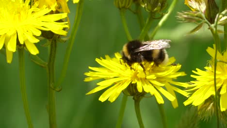 Macro-shot-of-wild-bumblebee-collecting-pollen-of-yellow-flower-in-wilderness-during-sun