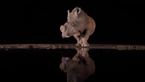 Pan-against-black-night-background,-dehorned-rhino-reflected-in-pond