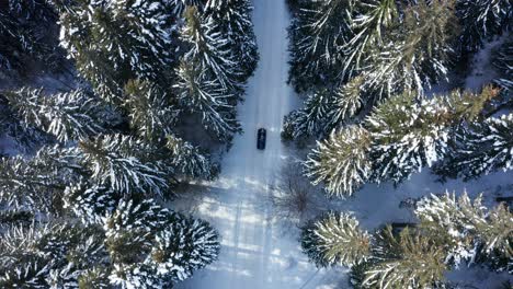 Car-Driving-On-Snowy-Road-Between-Pine-Tree-Forest-At-Winter