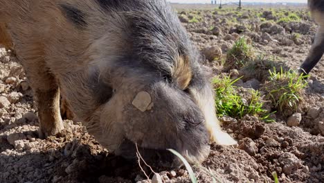 Close-up-shot-of-wild-pig-digging-with-beak-in-soil-and-looking-for-food-on-farmland-and-sunlight