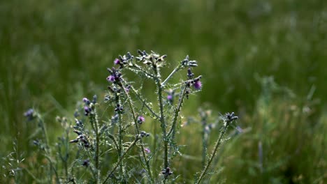 A-wild-purple-thistle-in-a-lush-green-farm-field