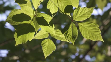 Close-up-of-common-poplar-tree-branches-and-green-ribbing-leaves-waving-in-the-wind