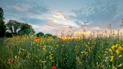 Timelapse-of-a-glowy-sunset-over-a-field-of-rapeseed-and-poppy-flowers-with-dynamic-clouds-at-springtime