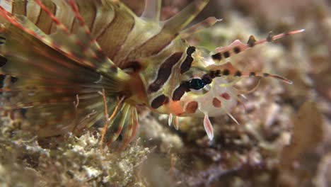 Juvenile-Lionfish-close-up-on-coral-reef-at-night