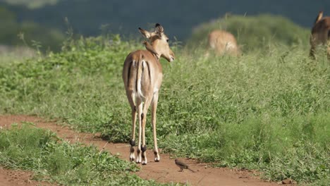 Female-impala-tries-to-shake-off-oxpeckers-perched-on-its-back