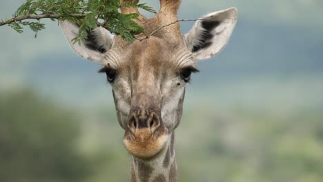 Extreme-Closeup,-Giraffe-twitches-ears-looking-at-camera-and-turns-head
