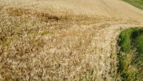 Weizen-Getreide-Feld-Landwirtschaft-Anbau-Ländliche-Landschaft-Luftaufnahme
