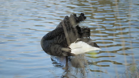Black-Swan-On-A-Riverbank-Cleaning-Its-Wings,-SLOW-MOTION