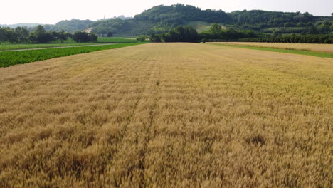 Weizenfeld-Landwirtschaft,-Bio-Anbau,-Luftaufnahme