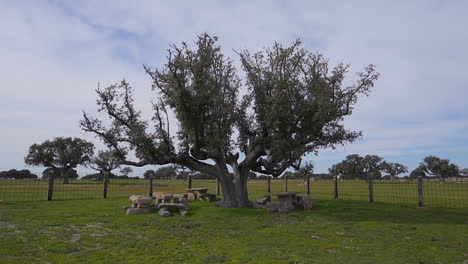 Holm-Oak-and-bulls-on-a-farm