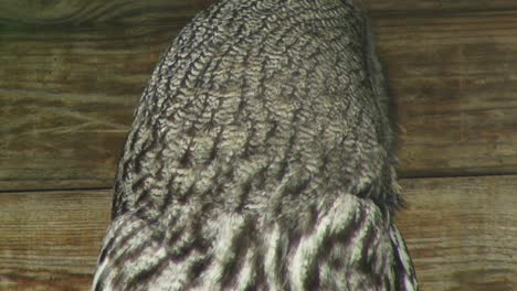 Close-up-shot-of-an-Owls-head-in-motion