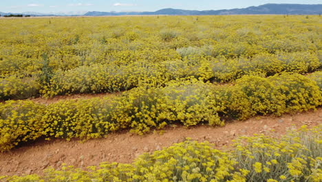 Helichrysum-Italicum-or-curry-plant-yellow-flowers-agriculture-cultivation-aerial-view