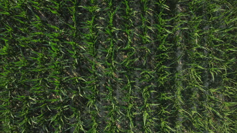 Corn-agriculture-cultivation-organic-field-aerial-view