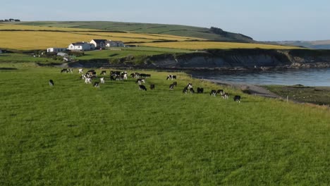 Summer-evening-over-cattle-coastal-farm-in-Ireland,-an-aerial-landing-footage