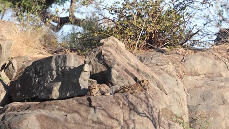 Big-yawn-for-fluffy-Leopard-cub-as-sibling-lays-nearby-on-rock-outcrop