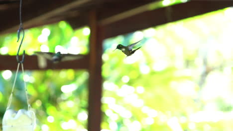 Two-Hummingbirds-hovering-in-air-facing-each-other-agonistic-behaviour-before-fight
