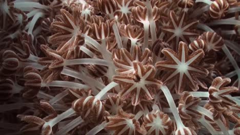 Eine-Kolonie-Von-Xenia-Korallen,-Die-Sich-Durch-Das-Pulsieren-Ihrer-Vielen-Tentakel-Von-Plankton-Ernähren