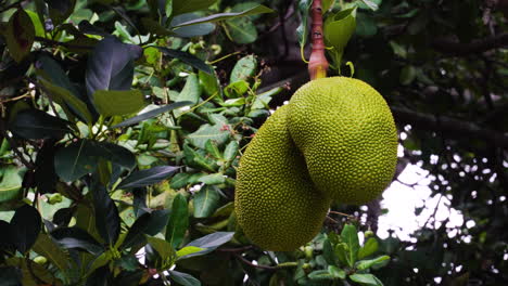 Jaca-Madura-Colgando-De-Un-árbol-En-Un-Huerto-Tropical-En-Vietnam