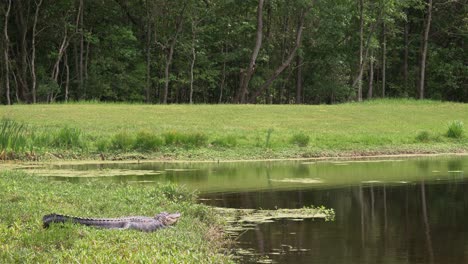 Long-body-of-alligator-rests-very-still-near-public-pond-in-Florida,-4k